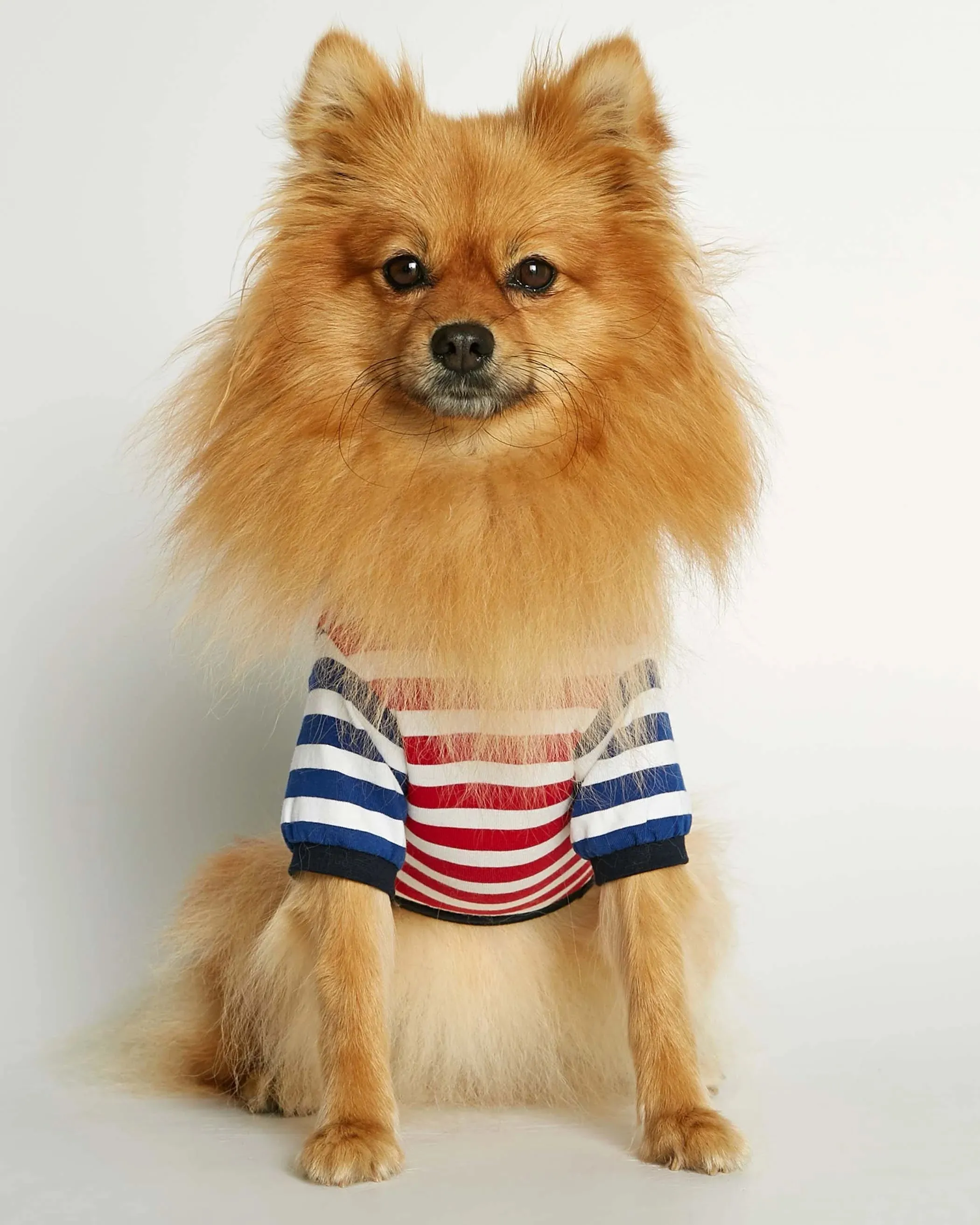 DAVID RED AND DEEP BLUE ORGANIC COTTON DOG TSHIRT
