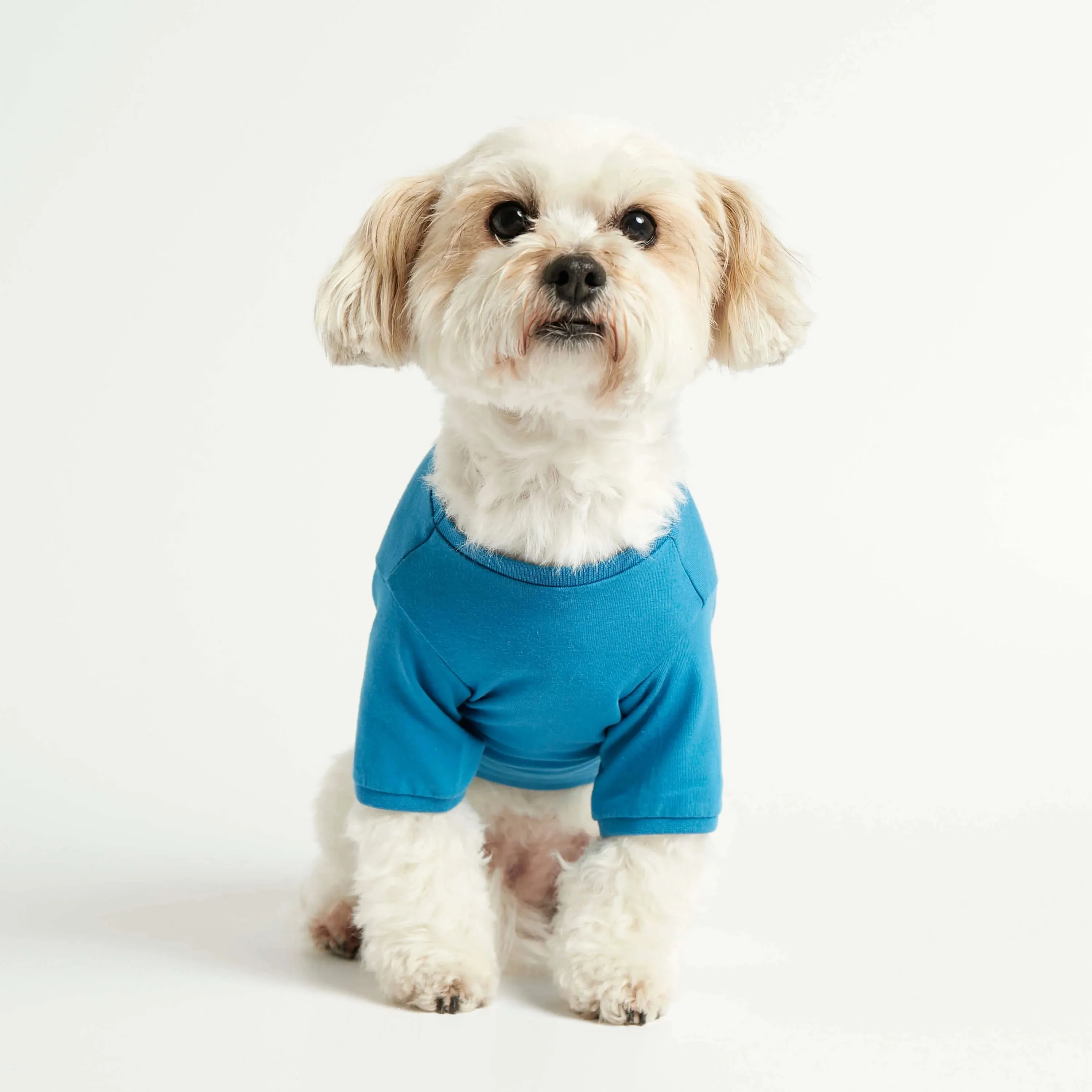 IMI BLUE ORGANIC COTTON DOG TSHIRT