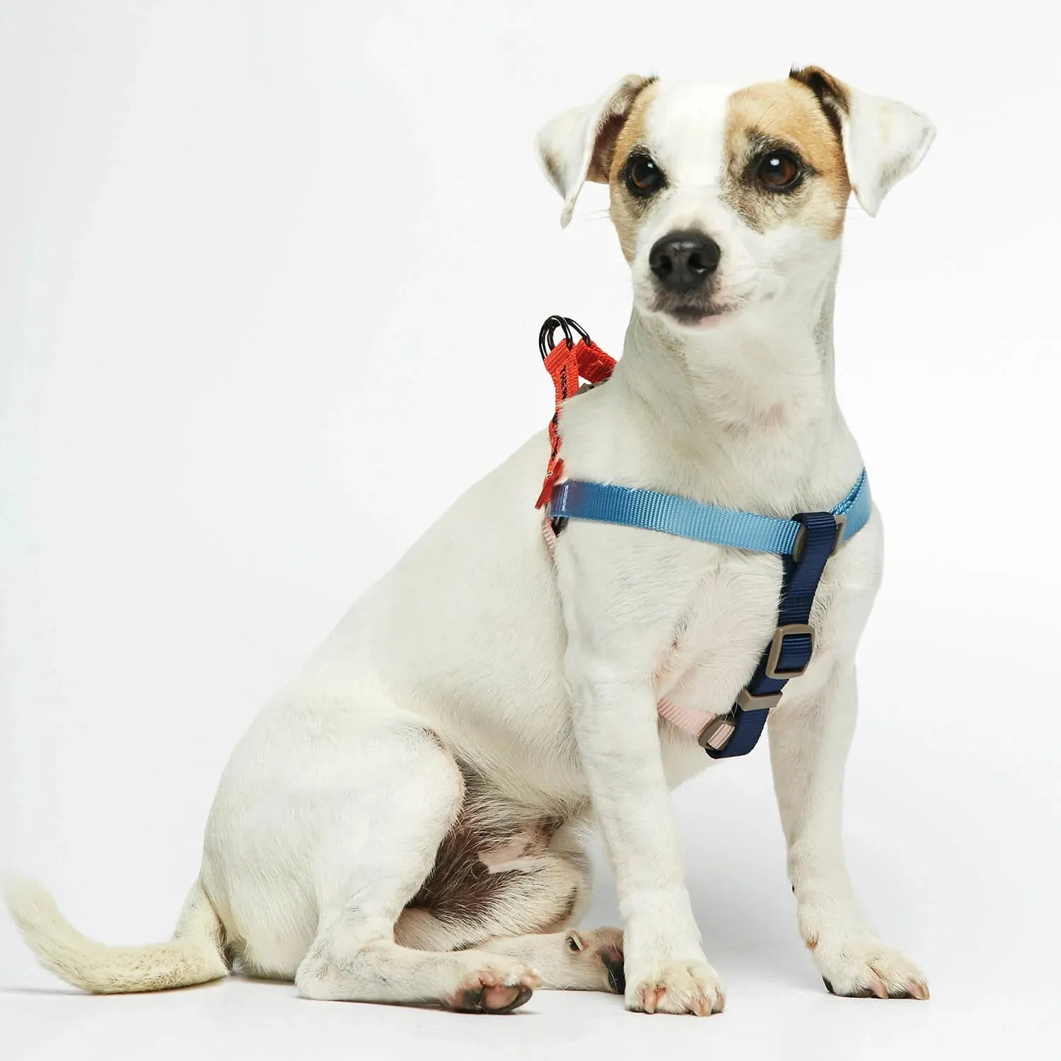 Sonia Orange & Blue Dog Harness