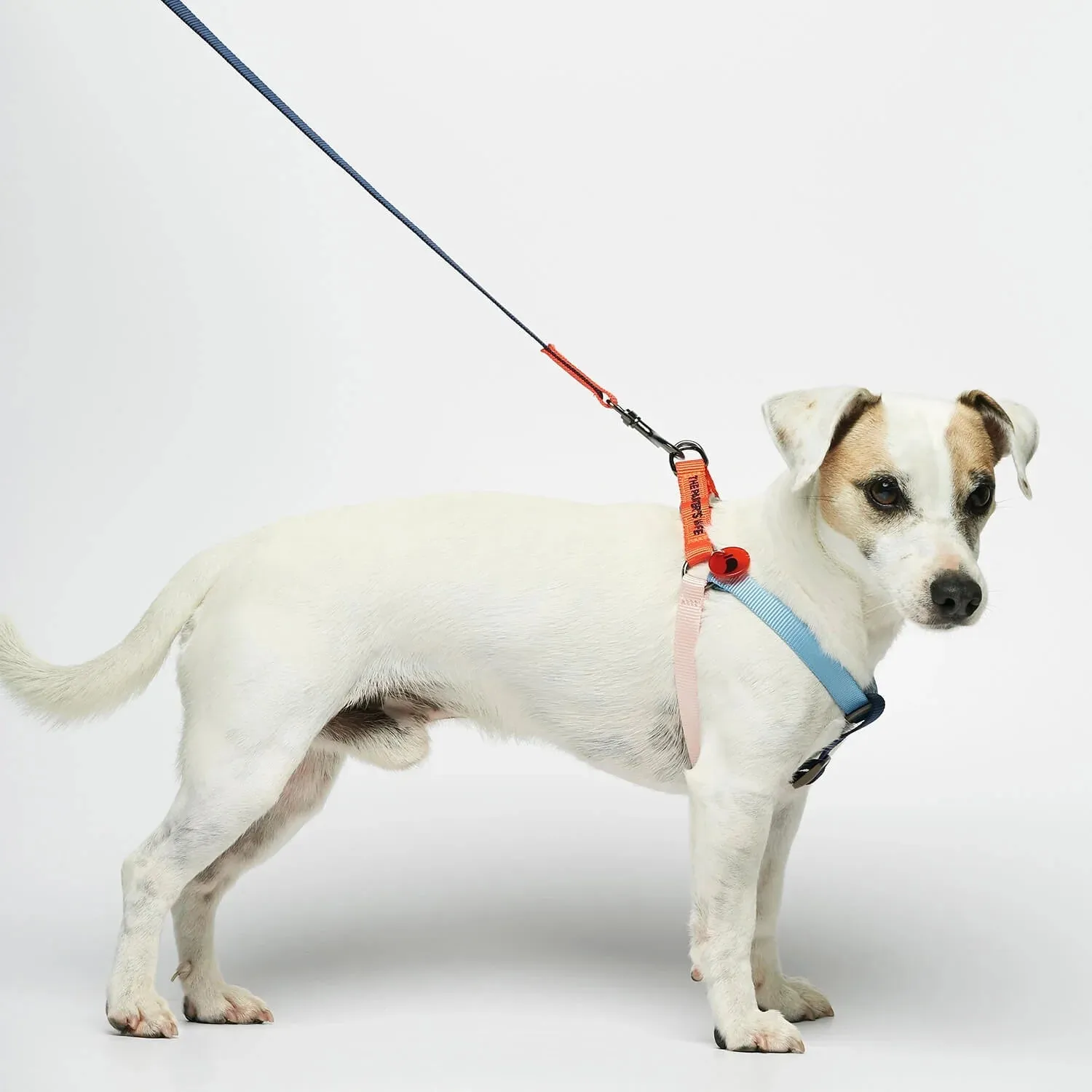 Sonia Orange & Blue Dog Harness